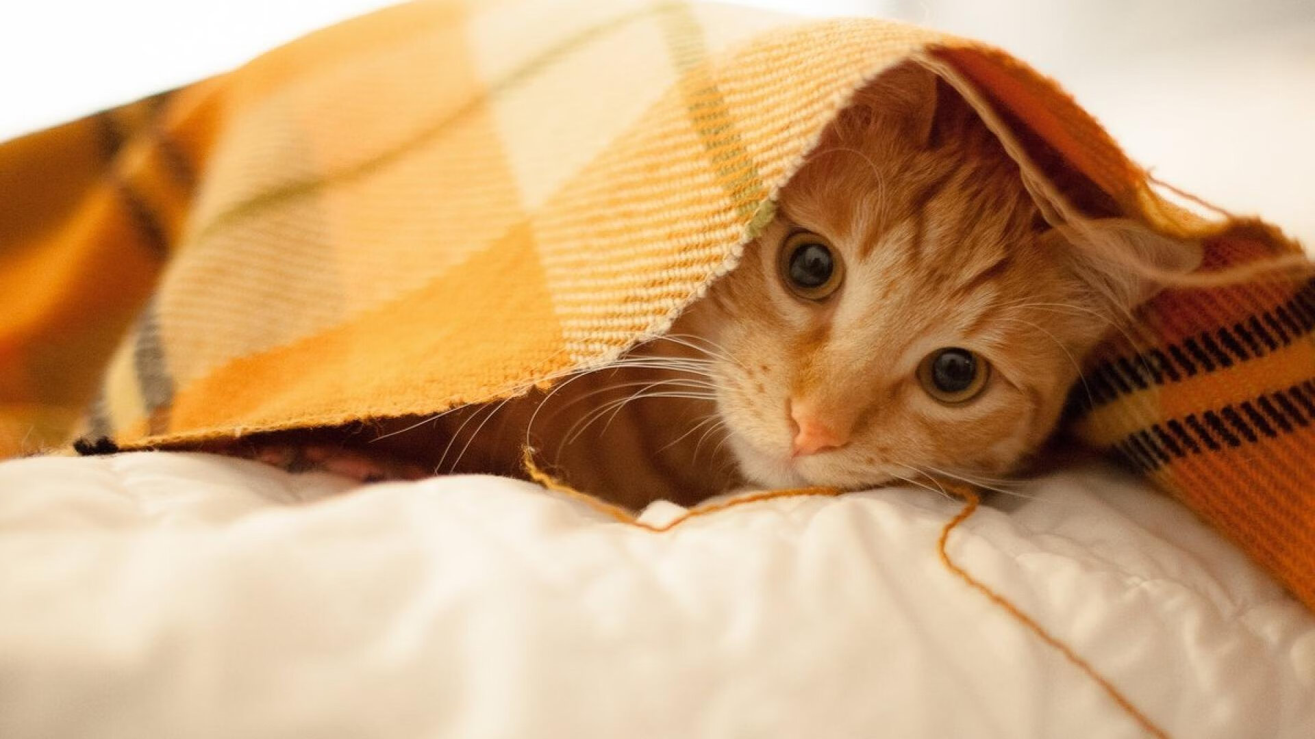 中美蝶泳稳定性评分连续三年提升，蝶泳中国