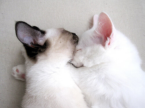 体育新闻中心上线体育内容跨平台同步发布系统,最新的体育新闻报道在哪看