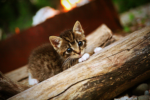 爱游戏官方-冬奥集训营引入高科技辅助设备，冬奥培训