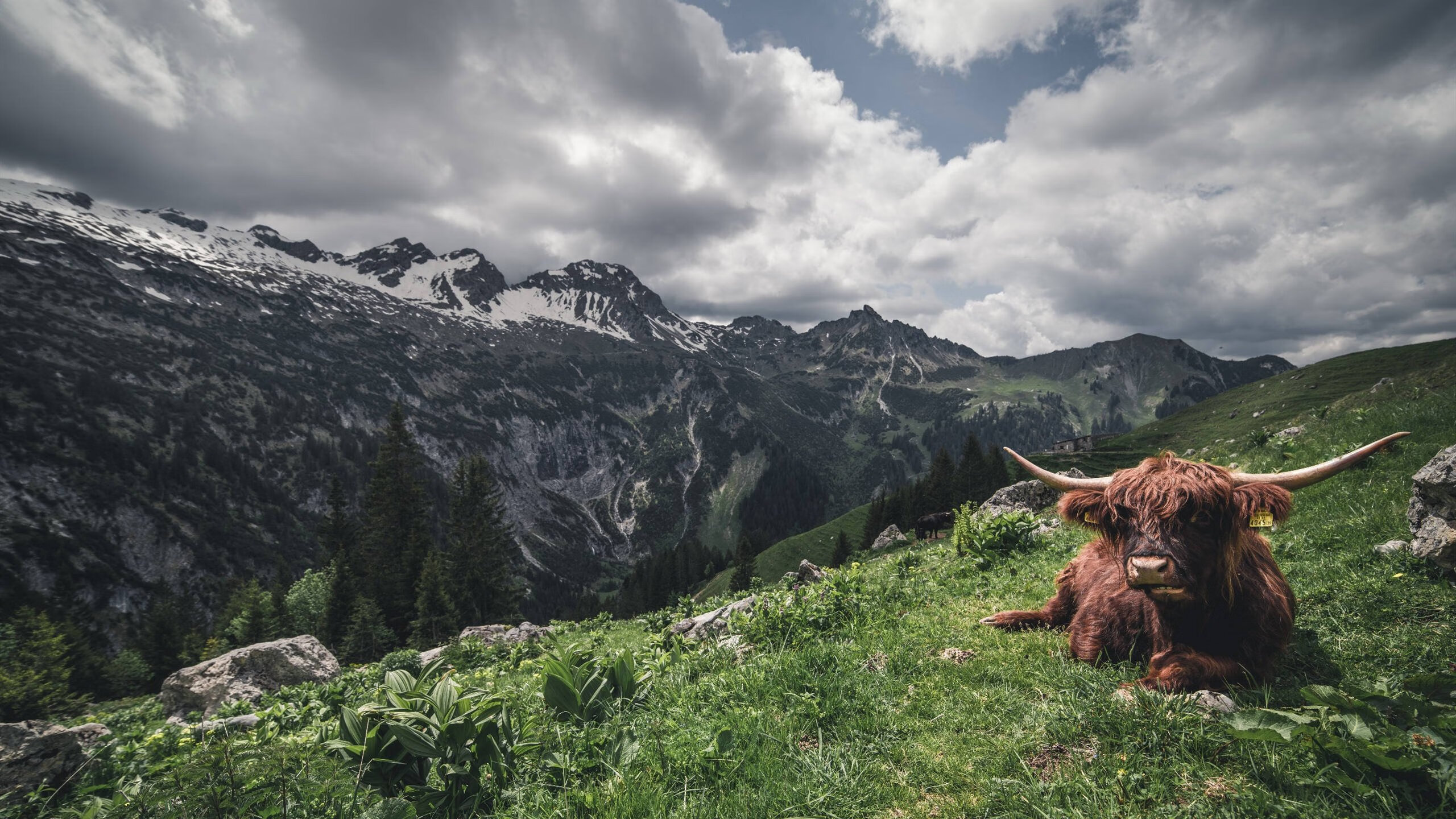AYX SPORTS-外援政策对俱乐部影响大，外援规则