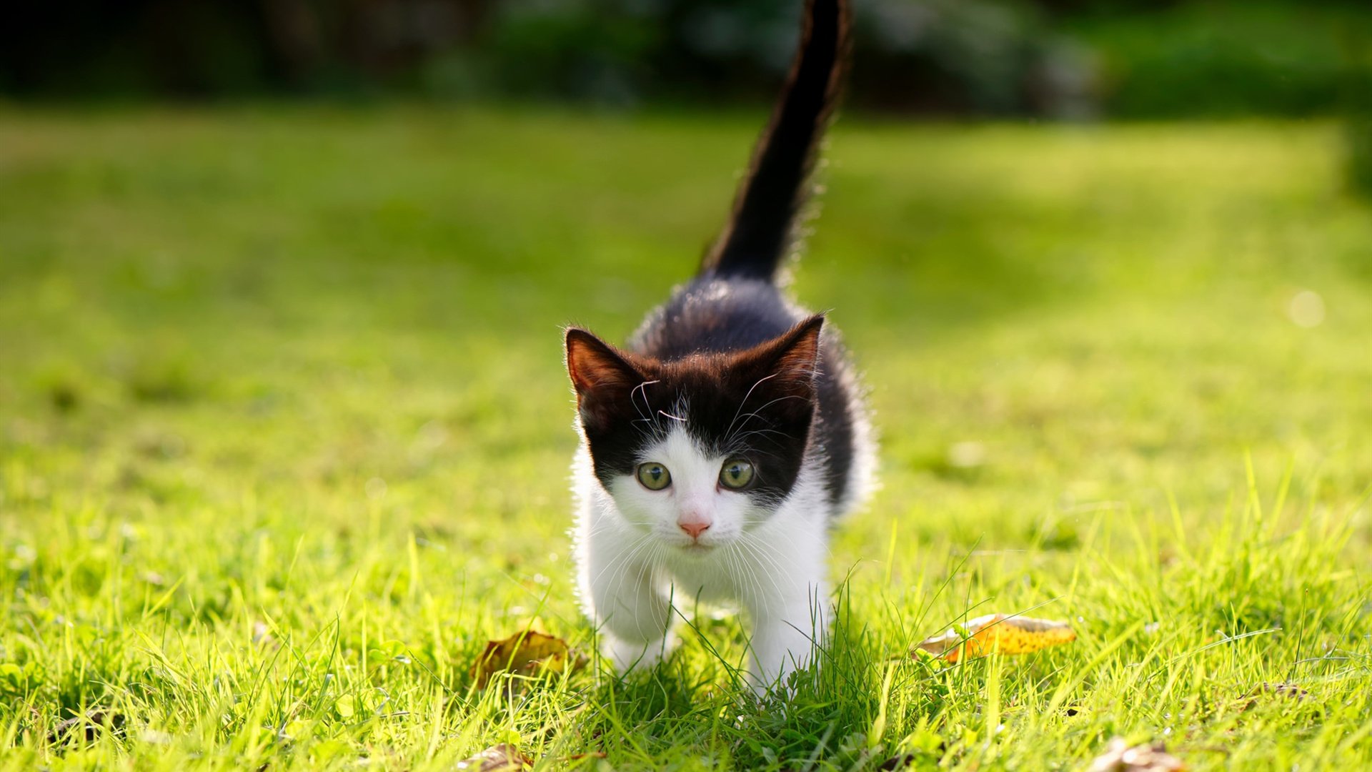 男子100自德国队展现爆发力,德国男子团体