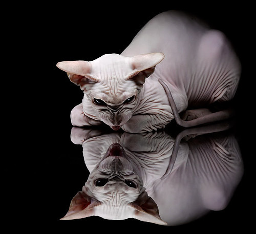 足球俱乐部与高校建立合作培养机制,学校和足球俱乐部合作方式