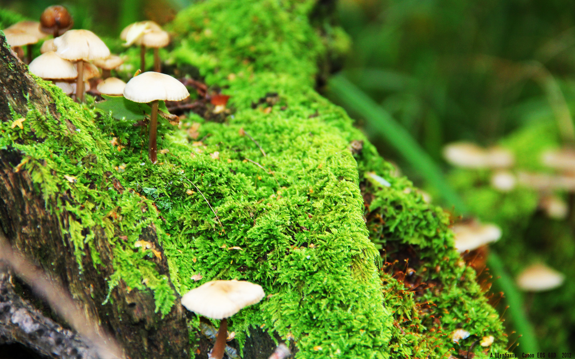 马赛中前场多点爆发持续推进攻势，马赛首发