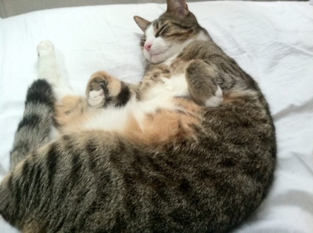 “胡利安·门德斯的快速反应与精准执行，为阿根廷美洲狮队注入新活力”