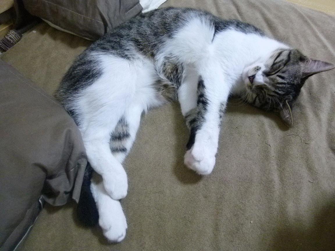 爱游戏电竞官网-中国男子接力队赛后分享备战心得，中国男子接力赛4名队员