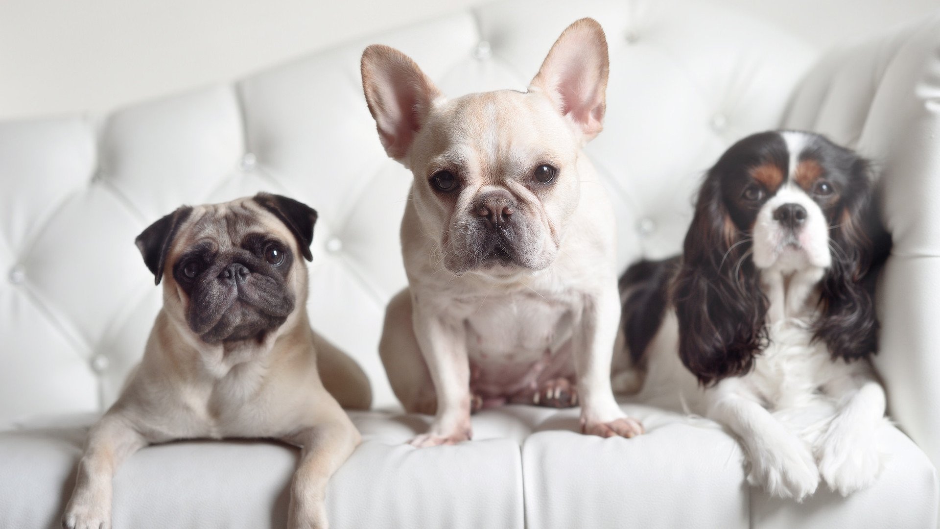 爱游戏 电竞-公牛球队合影曝光展现全新阵容活力满满，公牛的球队