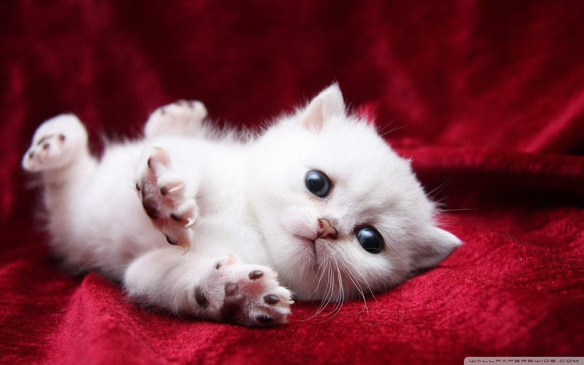 德甲快节奏：攻防转换展现极限实力，德甲速度排名