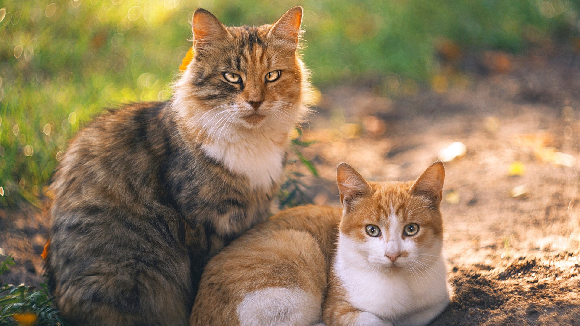 科斯赛场表现引发观众热议，科斯又名科斯姆